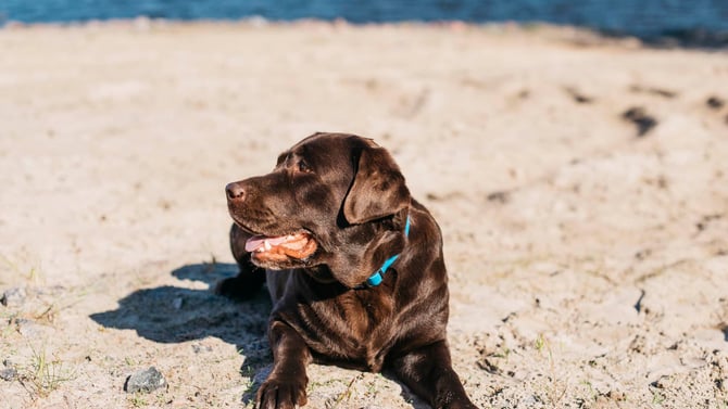 Dog-Friendly Beaches at the Jersey Shore: Rules, Seasons, and Fines by Town