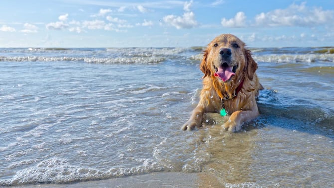 Top Dog-Friendly Spots: Jersey Shore Fun for You & Your Pet
